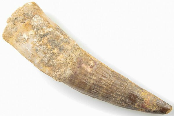 A typical, composite Spinosaurus tooth.  The base, mid section and tip are from three different teeth with the gaps between filled in with glue and sand.